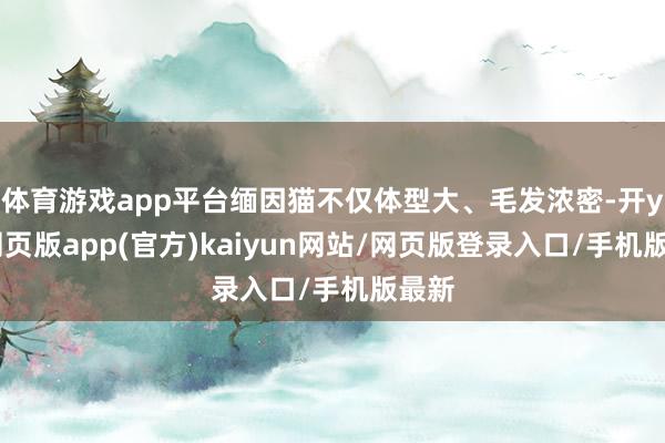 体育游戏app平台缅因猫不仅体型大、毛发浓密-开yun网页版app(官方)kaiyun网站/网页版登录入口/手机版最新